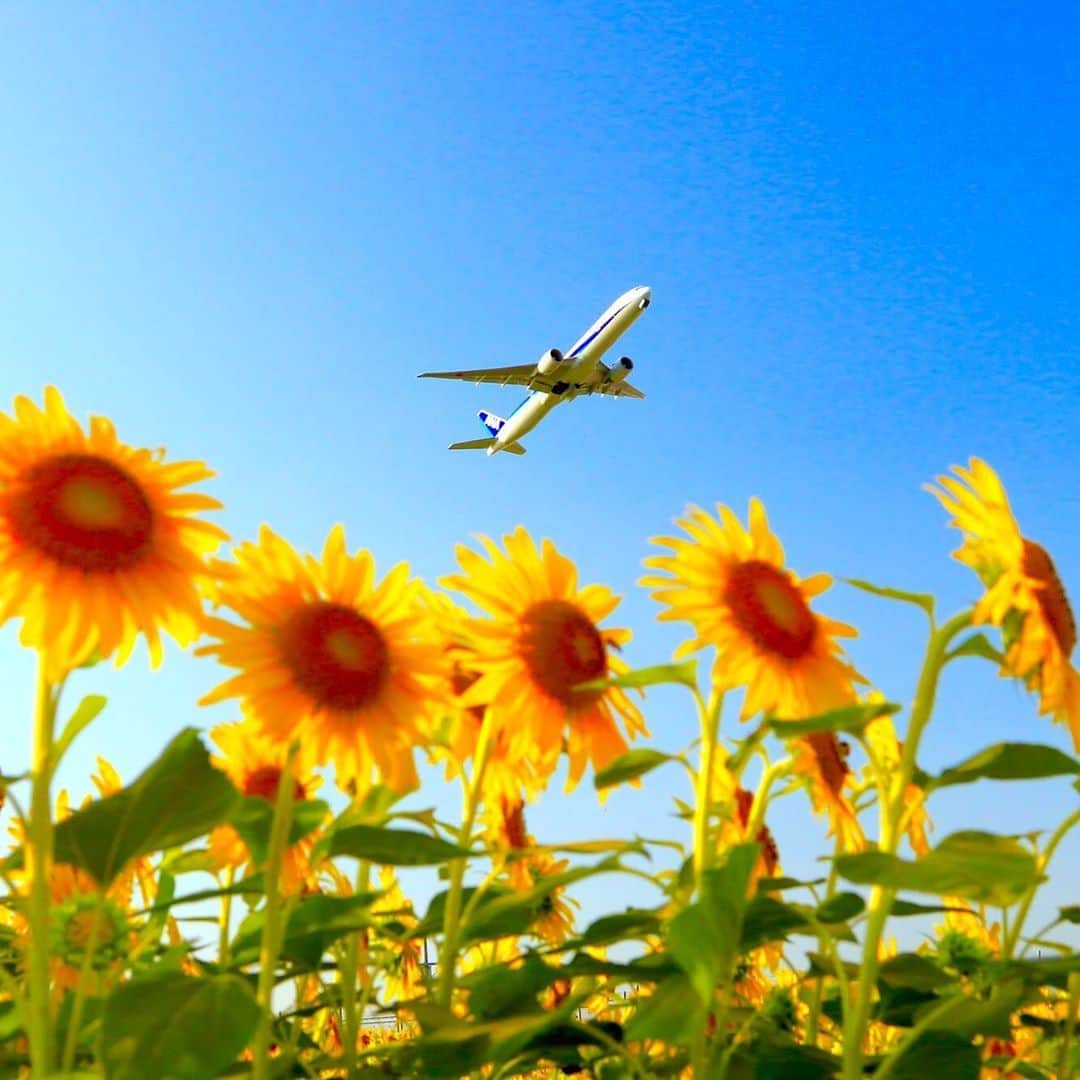 ANAのインスタグラム：「今日はひまわりの日🌻 いつも あんしん、あったか、あかるく元気！  #ひまわりの日 #7月14日 #青空が恋しい #ひまわり #ヒマワリ #向日葵 #花言葉 #あなただけを見つめる #愛慕 #青空 #空 #晴れ #夏 #夏休み #お花畑 #anaタビキブン #sunflower #bluesky #sky #summer #flowergarden」