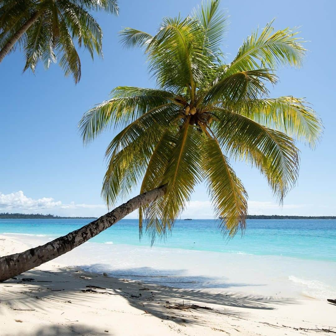 ロキシーさんのインスタグラム写真 - (ロキシーInstagram)「Tag the person you'd love to share this dreamy palm tree shade with right now 🌴」7月14日 10時00分 - roxy