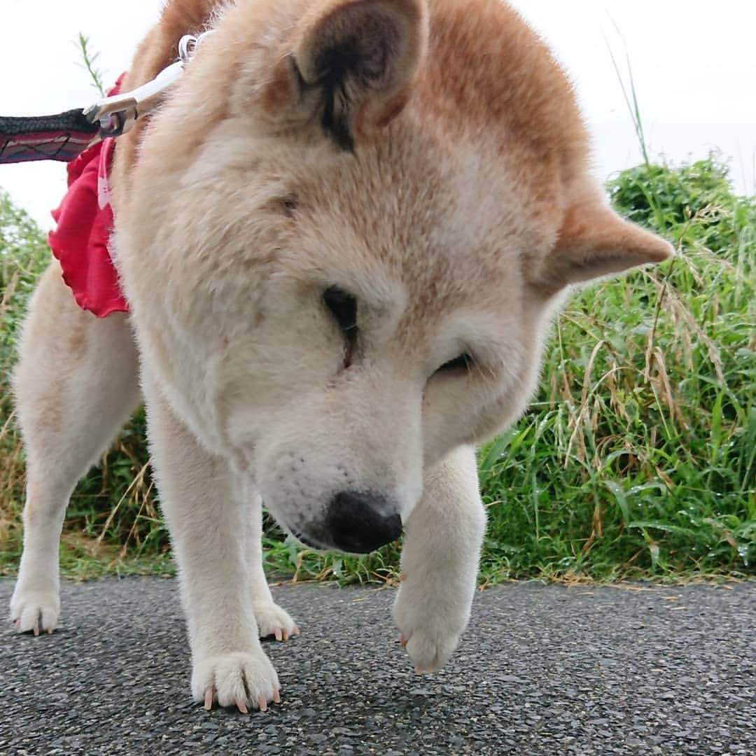 柴子さんのインスタグラム写真 - (柴子Instagram)「おはようございます。 小雨の中、朝散歩。 この時期にしては涼しいからイイね！ #柴犬　#shibainu #shibastagram」7月14日 10時05分 - senogawadogs