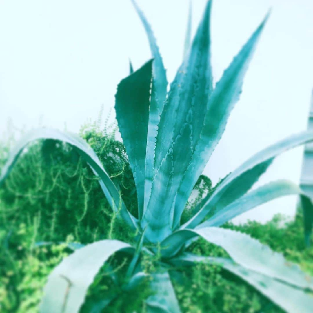 中野敬久さんのインスタグラム写真 - (中野敬久Instagram)「#aloe #big #アロエ #多肉植物 #strangerthings」7月14日 10時15分 - hirohisanakano