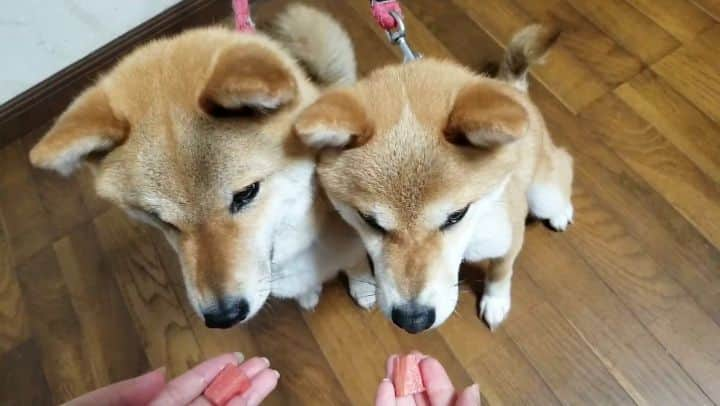 柴犬たま Shibainu Tamaのインスタグラム