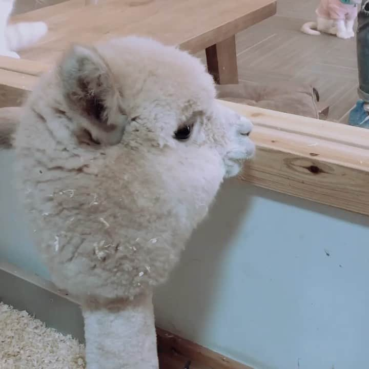 NiyaBeriiのインスタグラム：「#アルパカ 🦙キュティー鼻穴👃🤪」