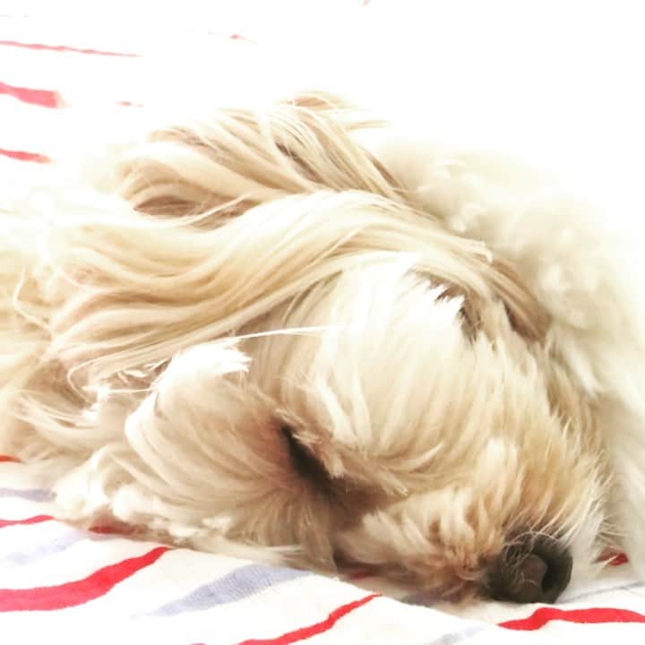 北山陽一のインスタグラム：「おはようございません  #きたやまおもち」