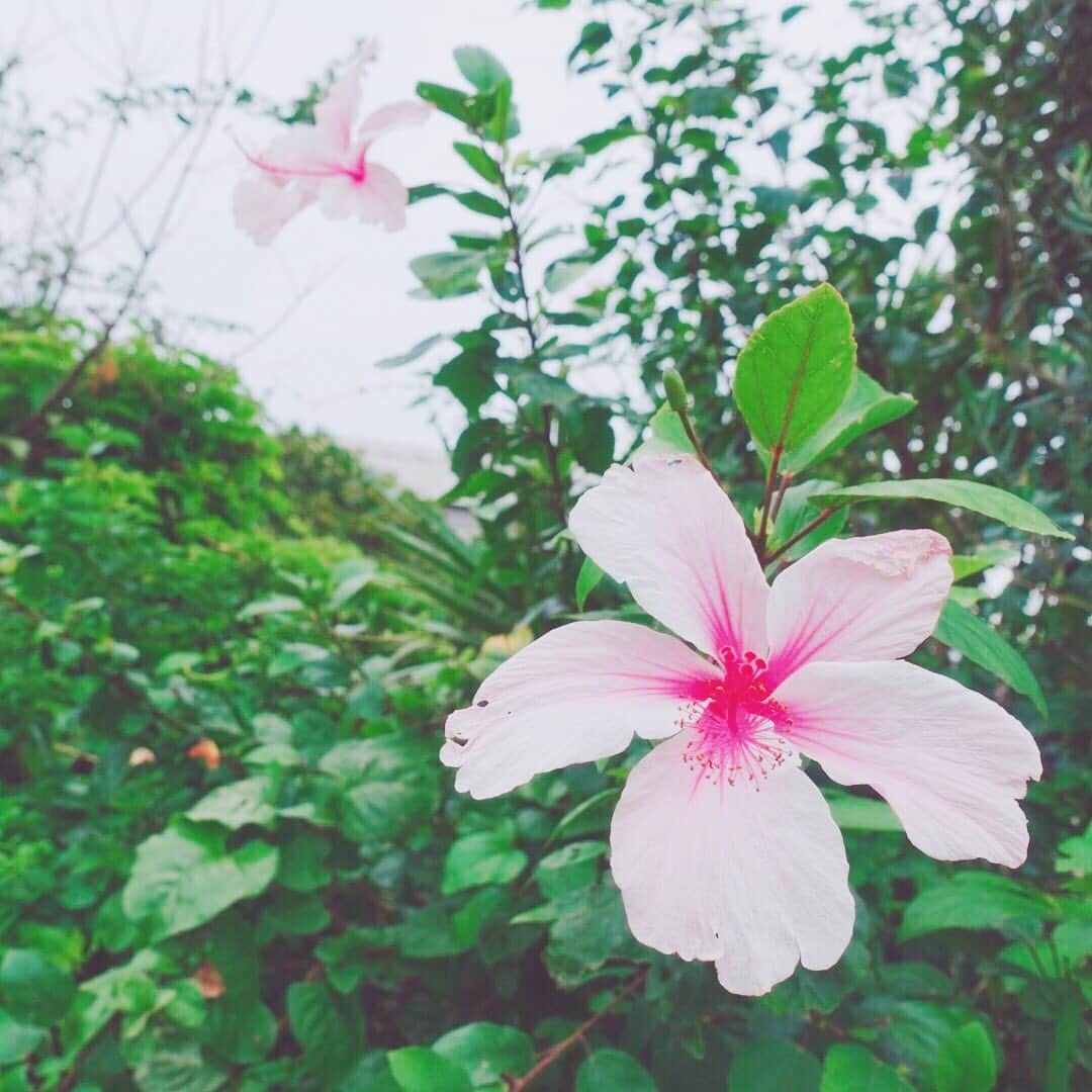 平井喜美さんのインスタグラム写真 - (平井喜美Instagram)「🌺 #flower #summer #funtotrip  #instagood #instapic  #travelpic #pink」7月14日 11時05分 - yoshimi1111