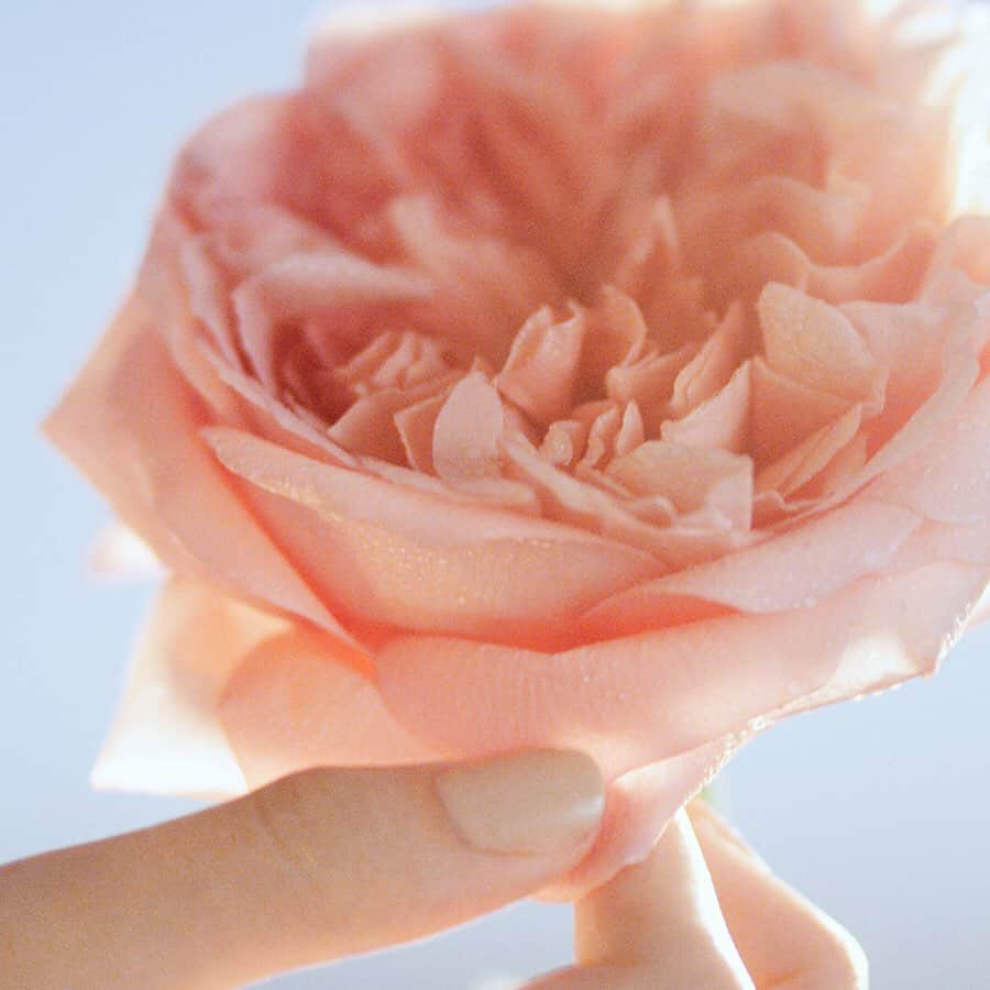 Jurlique Japanさんのインスタグラム写真 - (Jurlique JapanInstagram)「. ＜8/1 新発売＞ジュリークローズ コレクション . 今、アデレードのオーガニック認証自社農園で、 ひと際美しく大輪の花を咲かせ、芳しい香りを放つローズがあります。 その名も”ジュリーク”。 . ジュリークローズのエキスを贅沢につめ込んだ、新しいコレクションが8月1日に誕生します。 . ただいま、直営店にてご予約を承っております。 ぜひこの機会に、店頭にお立ち寄りくださいませ！ . #ジュリーク #Jurlique #オーガニック #スキンケア #オーガニックスキンケア #オーストラリア #アデレード #ジュリークローズ #ジュリークローズコレクション」7月14日 11時09分 - jurlique_jp