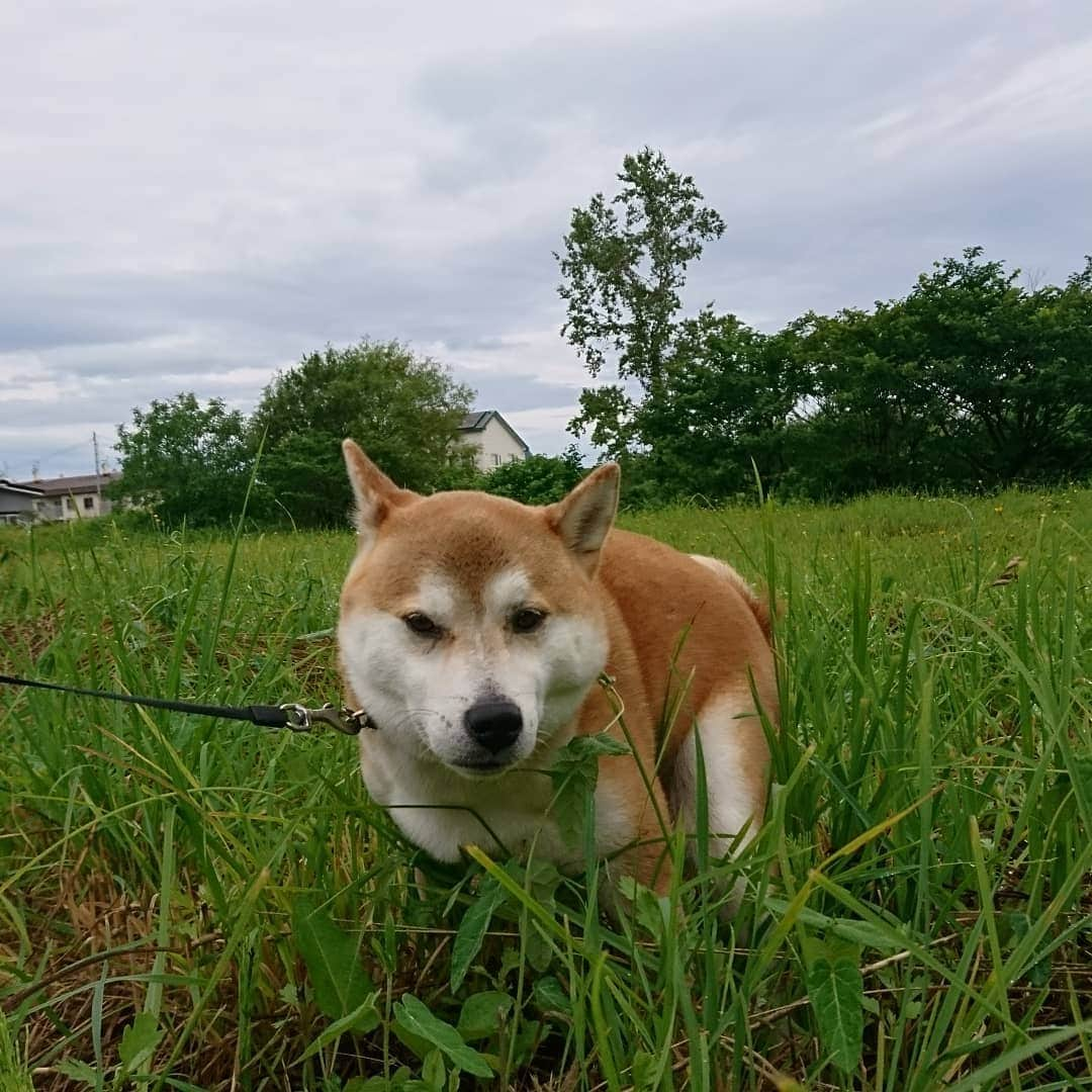 柴犬⭐️サスケさんのインスタグラム写真 - (柴犬⭐️サスケInstagram)「こんにちわん #おねだり#朝ん歩前 #💩#散歩後#しは」7月14日 11時10分 - shiba20150405