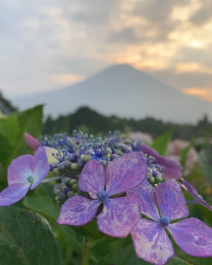 のインスタグラム：「. 🤩🤩“Shizuoka” prefecture in Japan is a place where you can see the most “phantastic” Mt. Fuji🗻 in the world.🤩 #富士山 #mtfuji #japan #shizuoka #fujinomiya  #phantastic420photography #mostphantasticmtfuji #selamatpagi  #goodmorning  #おはようございます 😇😇😇😇😇😇😇🗻😇😇 今日も朝から何も見えません🤣」