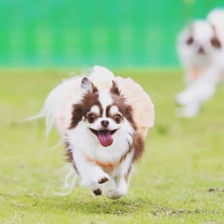 犬小屋??のインスタグラム