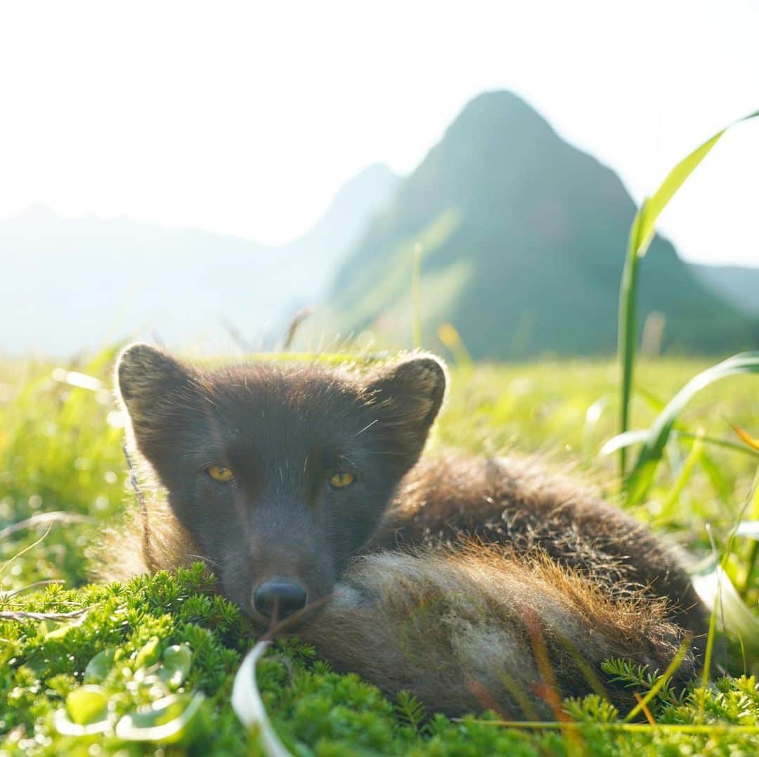 クリス・バーカードのインスタグラム：「On the shores of Yankicha Island we found the most thriving Arctic Fox population I have ever seen. With no natural predators these foxes were unexpectedly curious & their yips & calls could be heard late into the night. Being able to observe this population at close range with a team of scientists was incredible. Photo number 2 show just how inquisitive these fellas are. Most of us woke up to fox piss all over our camping gear & clothes. .  More at @tomorrow_unlocked @renan_ozturk @taylorfreesolo @_ryanhill_ @povel @rishisugla @jtkerby @tedhesser #fromkurilswithlove」