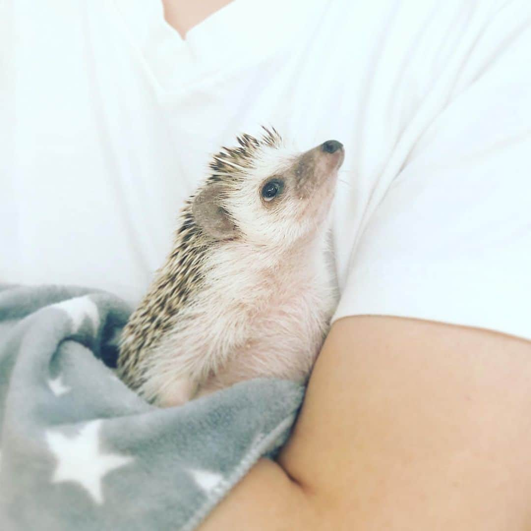 あずきさんのインスタグラム写真 - (あずきInstagram)「It’s been raining a lot lately☂️ I want to go out outside🦔🐾🌲 まだまだ梅雨は明けないのでしょうか？部屋もベトベトしてスッキリしない感じ。 . もなさんは、ケージを荒らしまくる足の踏み場もない日と、何事もなかったかのように、角にウンチを綺麗に済ませる日と差が激しいこの頃。 . ご飯はちゃんと食べてくれていて、湿度が高い割(本日82%💦)には体調は変わらないみたいで安心しています。 . 業務連絡：炭水化物をかなり減らしたダイエットで、父ちゃん3キロ減りました。 . . #抱っこ #hug #はりねずみ #ハリネズミ #hedgehog #pygmyhedgehog #lovelypet #cuteanimals #はりねずみのもなか #hedgie #Hérisson #고슴도치 #刺猬 #hedgehogazuki  #hedgehogsofinstagram #animaladdicts #cuddles #petscorner  #cutepetclub #worldofcutepets #animalvibes #gotchaday」7月14日 11時41分 - hedgehog_azuki