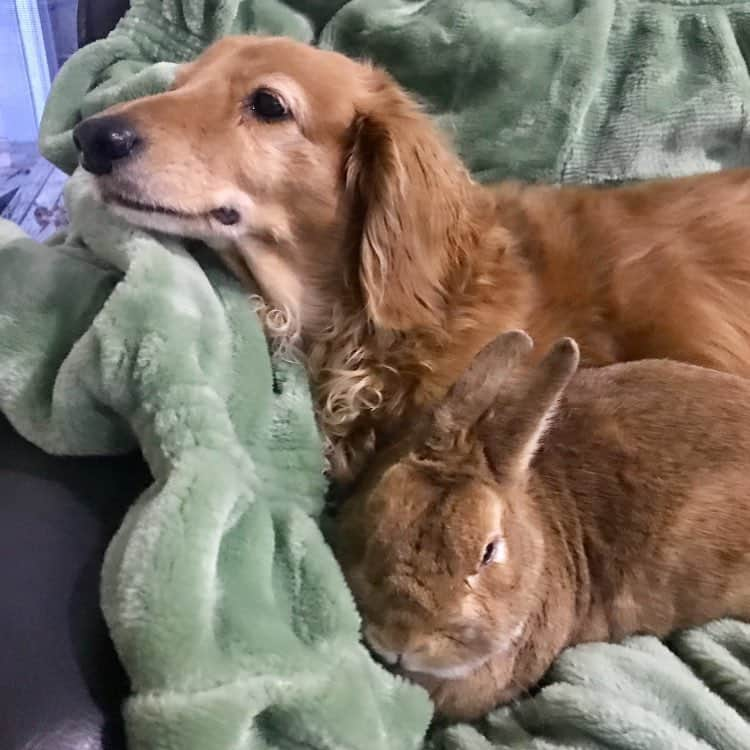 Chieko Shibutaさんのインスタグラム写真 - (Chieko ShibutaInstagram)「たろー🐶&うじゃこ🐰地方☔ おさんぽ🌿無しの　退屈な一日に　なりそうです 朝寝坊💤🐶🍀🐰💤 💕✨🐶🍀🐰✨💕 #dachshund #dachshunds #dachshundlove #dog #dogs #doglove #instadog #instagram #instagood #pet #pets #petsagram #cute #cutepe #cutepet #cutedog #cuteanimals #likes #09076999576 happy #smile #rabbit #ラビット #ミニュチュア #ミニュチュアダックス  #ミニュチュアダックスフント #うさぎ部 #うさぎ #ダックス #ダックスフンドロングヘアー#ねざーらんどわーふ」7月14日 11時42分 - chieko.81