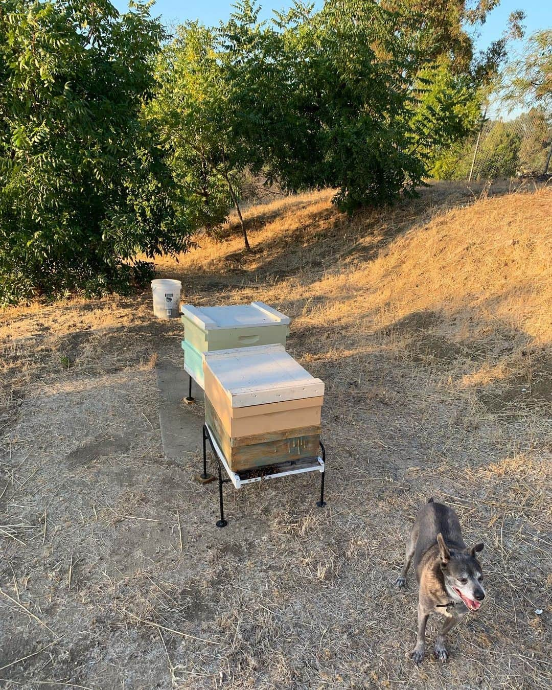 ミッキー・サムナーさんのインスタグラム写真 - (ミッキー・サムナーInstagram)「Sunset hang with the bees 🐝 & Edison 🐶  #beehive #beekeeping #savethebees #slowlikehoney」7月14日 11時54分 - sumnermickey