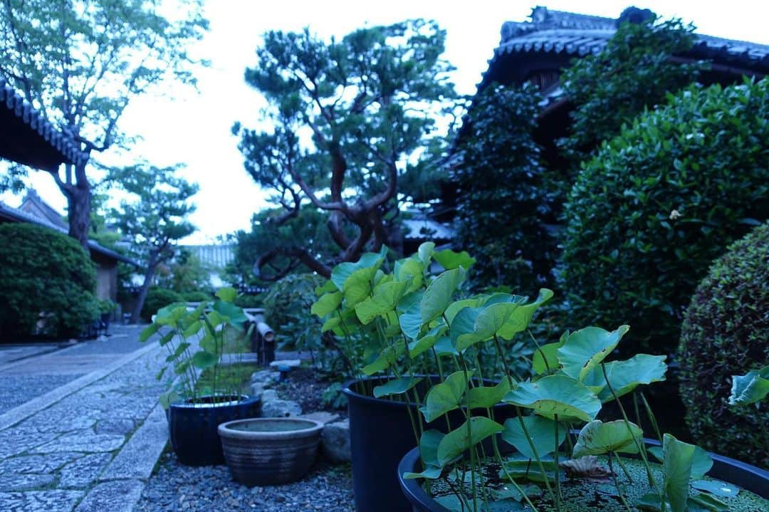 いぶくろ聖志さんのインスタグラム写真 - (いぶくろ聖志Instagram)「京都。曇の日。  #kyoto #camera #japan」7月14日 12時18分 - b.smpl