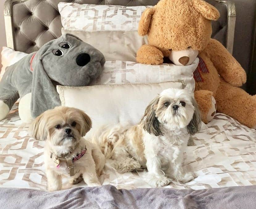 Original Teddy Bear Dogさんのインスタグラム写真 - (Original Teddy Bear DogInstagram)「I'm having a sleepover at Bella's house! 🙂🐶🐶😴 #NakeyMunchkin 📸 @princessofcalabasas」7月14日 12時14分 - munchkintheteddybear