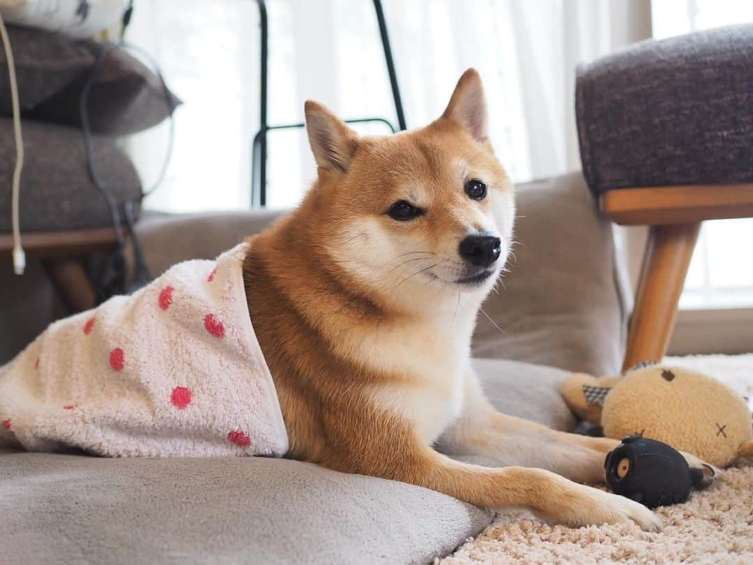 豆柴にこちゃんさんのインスタグラム写真 - (豆柴にこちゃんInstagram)「🐶🛀 セクシー湯上りバスタオル犬。 . 1か月お風呂入ってないけどね . #胸丸出しだけど #別名サウナのおっさん犬 #なぜかパパにタオル巻かれてた . #柴犬#豆柴#pecoいぬ部#犬#わんこ#犬#shibainu#dog#mameshiba#pecotv#dog#いぬのきもち部#しばいぬ#しばけん#こいぬ#シバイヌ#いぬ#イヌ#赤柴#マメシバ#ペット#日本犬#子犬#puppy#doggo#pet#시바견#강아지#개」7月14日 12時53分 - nikochan.mame48