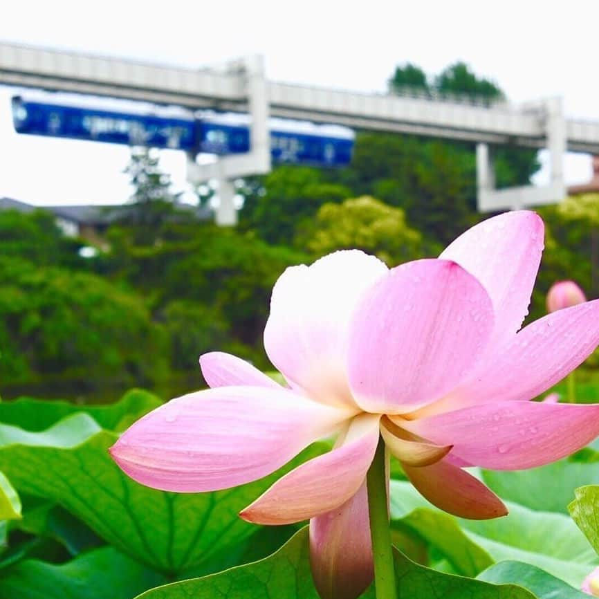 あなたのLOVE CHIBA教えてキャンペーンさんのインスタグラム写真 - (あなたのLOVE CHIBA教えてキャンペーンInstagram)「千葉公園は、大賀ハスと千葉都市モノレールが一緒に撮影できるフォトスポットです📷 【らぶちばseason8: @1noronoro1 さんの投稿】 . . 千葉県の魅力あふれるラブちば写真を投稿して、プレゼントをGETしよう！！ . 応募方法は、Instagram応募とWebフォーム応募の２種類。 Instagramの応募では、毎月3名様に「チバザビーフ（みやざわ和牛）」をプレゼント。　※写真はイメージです そのほかのプレゼントはプロフィール欄のリンクから公式サイトでチェック！ . ▼Instagram投稿方法▼ ①公式Instagramアカウント『@love.love.chiba』をフォロー ②２つのハッシュタグをつけて、千葉の魅力あふれる写真をシェア 　#らぶちば8に応募 　#千葉　または　#chiba . （例） 館山市の〇〇海岸の景色がとってもきれい！ 夕暮れどきもおすすめだよ♪ #らぶちば8に応募　#千葉 . Season8でも、みなさんのステキな投稿写真をアップしてきますのでお楽しみに。 たくさんのご応募お待ちしています！ . .  #lovechiba8 #お花部隊 #lory_and_flowers #カメラ女子 #写真好きな人と繋がりたい #fav_squares #fleur_noblesse #ファインダー越しの私の世界 #大賀ハス #ハス #japan #photooftheday #お写んぽ #広がり同盟 #phos_japan #nipponpic #team_jp_東 #japan_photo_now #千葉 #千葉公園」7月14日 14時03分 - love.love.chiba