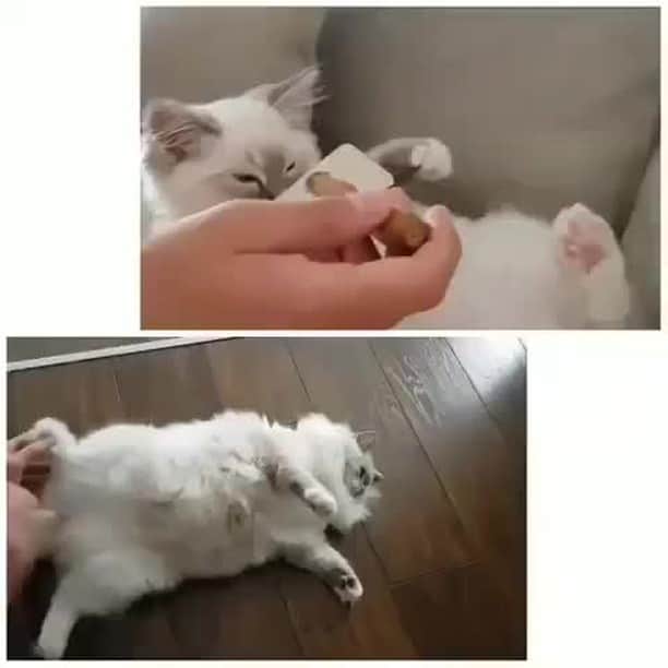 Aww Clubのインスタグラム