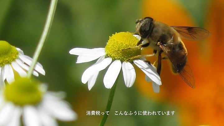 公明党さんのインスタグラム写真 - (公明党Instagram)「皆さまの小さな声を伺いながら、消費税は皆さまの暮らしのために、社会保障の充実と安定化に充てさせていただきます。 併せて国民に負担をお願いする今こそ、国会議員自らが身を切る改革を断行し、歳費を10％削減します。  #公明党　#比例区は公明党　#比例区は公明党の候補者へ　#消費税　#期日前投票　#日本の未来　#持続可能な社会 #幼児教育 #私立高校無償化 #難病 #年金 #保育 #子ども #flowers #flowerstagram #カモミール #ミツバチ」7月14日 14時29分 - komei.jp