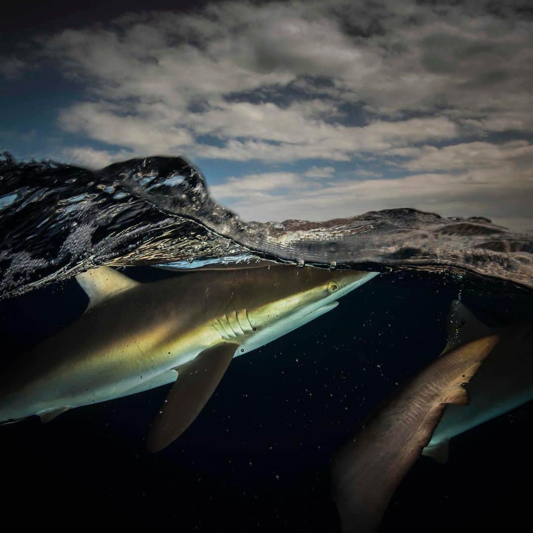 Nikon Australiaさんのインスタグラム写真 - (Nikon AustraliaInstagram)「Celebrate #SharkAwarenessDay with a collection of images by Nikon Ambassador Matty Smith. Matty has spent countless hours photographing sharks, and gives us some insight into what it can be like to be in close company with them. "Photographing sharks underwater is always a very exciting experience, they definitely command respect but also have a very gracious and addictive presence.  Contrary to popular belief, sharks are often quite shy and hard to get close to. When a shark does honour you to a close encounter, it's a moment on their terms to be savoured by you the photographer, but quickly recorded before it passes and leaves you alone in the blue." - @mattysmithphoto  #MyNikonLife #SharkWeek #WildlifePhotography #UnderwaterPhotography #NikonAustralia #NikonPhotography #DSLR」7月14日 14時35分 - nikonaustralia