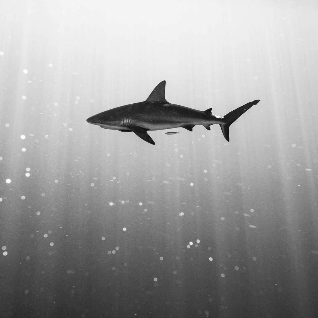 Nikon Australiaさんのインスタグラム写真 - (Nikon AustraliaInstagram)「Celebrate #SharkAwarenessDay with a collection of images by Nikon Ambassador Matty Smith. Matty has spent countless hours photographing sharks, and gives us some insight into what it can be like to be in close company with them. "Photographing sharks underwater is always a very exciting experience, they definitely command respect but also have a very gracious and addictive presence.  Contrary to popular belief, sharks are often quite shy and hard to get close to. When a shark does honour you to a close encounter, it's a moment on their terms to be savoured by you the photographer, but quickly recorded before it passes and leaves you alone in the blue." - @mattysmithphoto  #MyNikonLife #SharkWeek #WildlifePhotography #UnderwaterPhotography #NikonAustralia #NikonPhotography #DSLR」7月14日 14時35分 - nikonaustralia