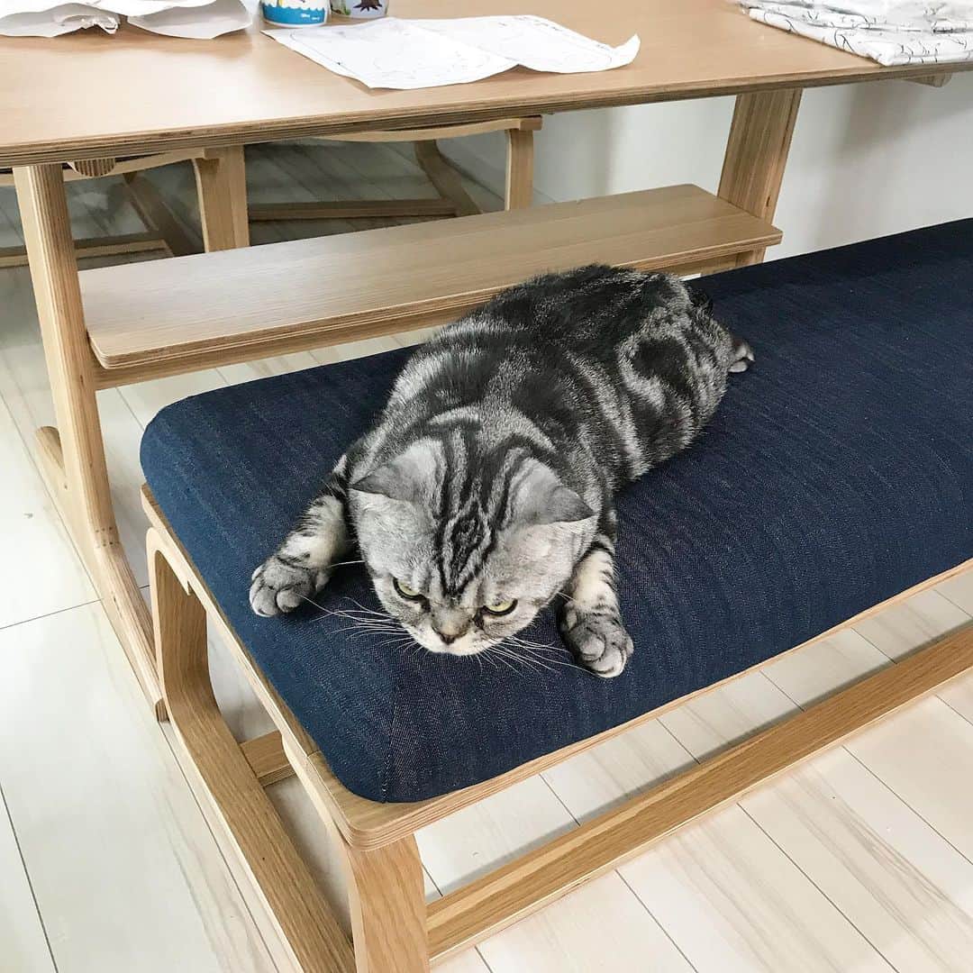 Shishi-maruのインスタグラム：「🐱It’s mine. 🐱動かなにゃい ーーーーーーーーーーーーー 🌺「渋ネコ ししまるさん」ねこのきもちWEB MAGAZINE にて毎週土曜日エッセイの連載中 ーーーーーーーーーーー 📕「ぷっちねこ。」「3匹のちいさな猫を召喚できたなら」「ちいさな猫を召喚できたなら」徳間書店より単行本発売中 ーーーーーーーーーーー ⭐︎ねこ漫画を描いています→@tacos_cat 🐱公式→@chiisanacat 🌺Twitter →@taco_emonemon ーーーーーーーーーーー」