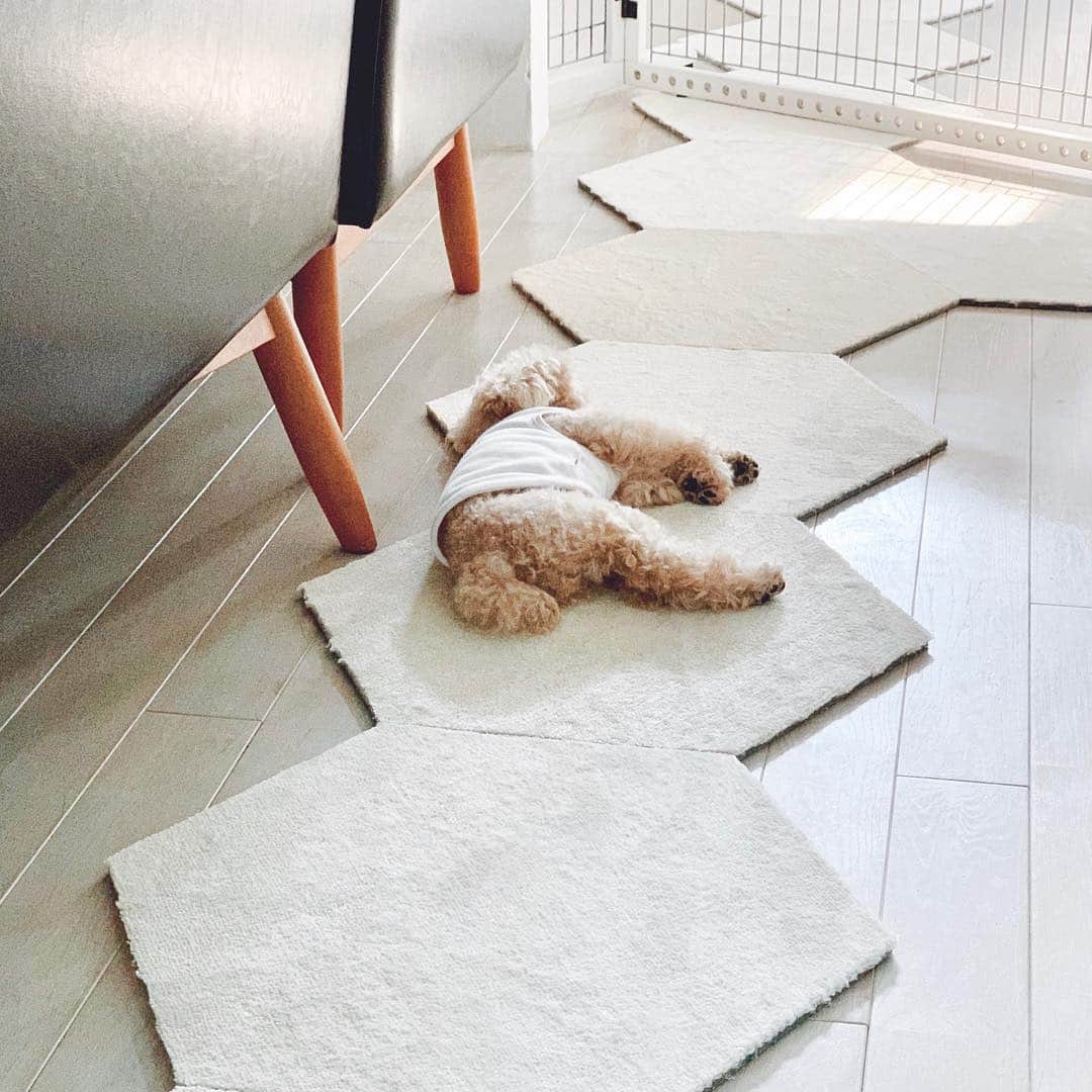 mizuのインスタグラム：「遊び疲れて眠ってた♡」