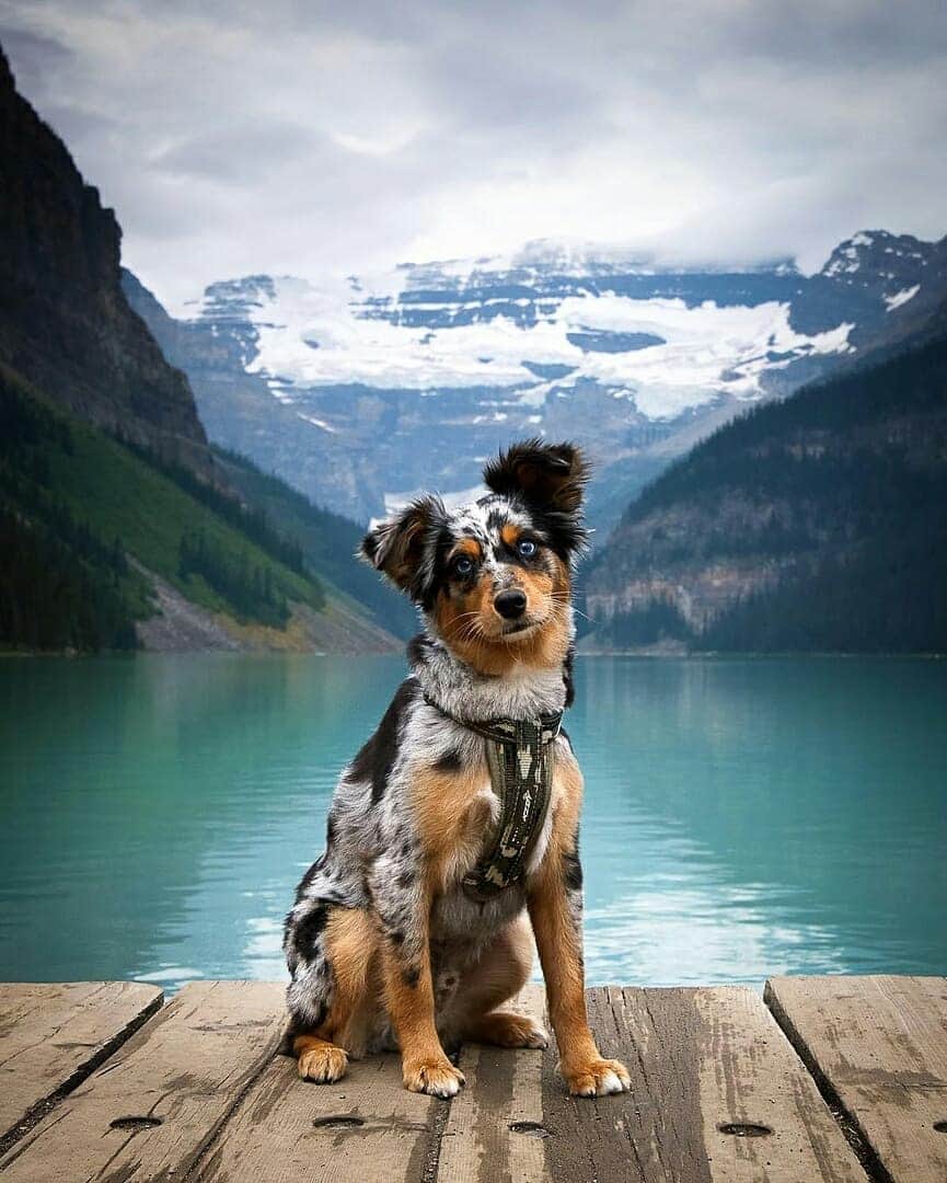 Discover Earthさんのインスタグラム写真 - (Discover EarthInstagram)「Don’t these extremely cute dogs look like they are posing for all of these photos ? 🇨🇦🐶 Tag someone who will love these shots ! — 📍#DiscoverCanada — 📸 Photos by @mwhellams」7月14日 15時07分 - discoverearth