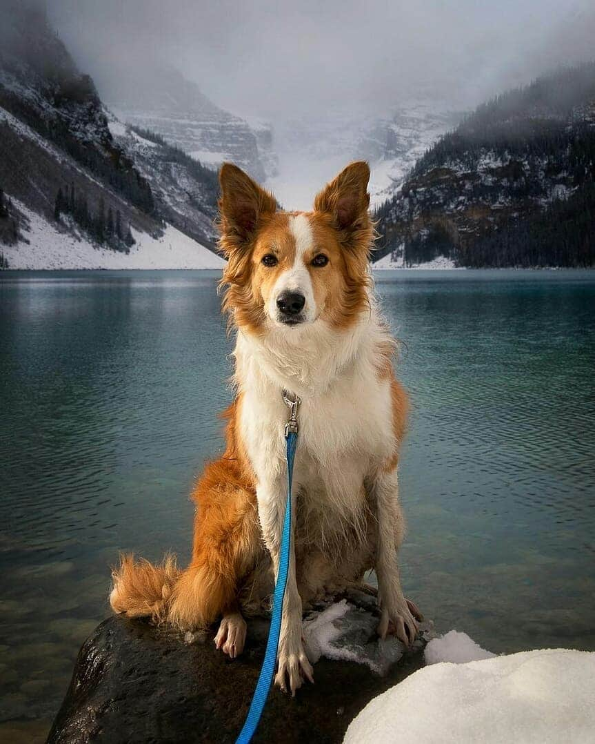 Discover Earthさんのインスタグラム写真 - (Discover EarthInstagram)「Don’t these extremely cute dogs look like they are posing for all of these photos ? 🇨🇦🐶 Tag someone who will love these shots ! — 📍#DiscoverCanada — 📸 Photos by @mwhellams」7月14日 15時07分 - discoverearth