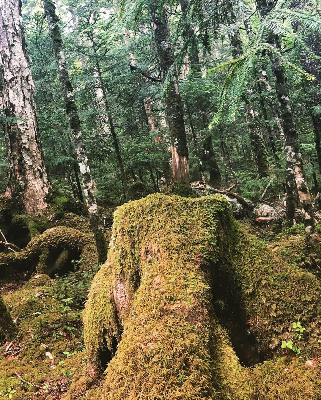 小林佳果さんのインスタグラム写真 - (小林佳果Instagram)「まるで、ジブリの世界。 神秘的！  #苔の森 #もののけの森 #小海町 #長野 #白駒の池」7月14日 15時07分 - keika_kobayashi