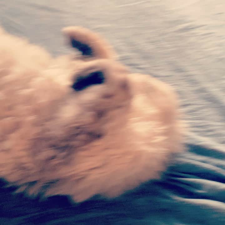 のインスタグラム：「#magiyoo #selkirkrex #ねこのいる暮らし #睡眠妨害してごめんね」