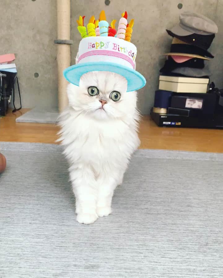 BeBeのインスタグラム：「Happy Birthday my angel🎉🎁🎈😻 Thank you so much for always being with me😭😭💓びーちゃん8歳のお誕生日おめでとう🎂🎉🎂これからも健康に気をつけて楽しい毎日を過ごそうね💓💓いつもそばにいて笑わせてくれてありがとう😭💓#cat #kitty #meow #eyes #ilovecat #hubcats #catvideo #instamovie #catsofinstagram #petsofinstagram #kittensofinstagram #bebechannel #adorable #kittycat #猫 #ねこ #kawaii #videooftheday #happybirthday #birthdaygirl」