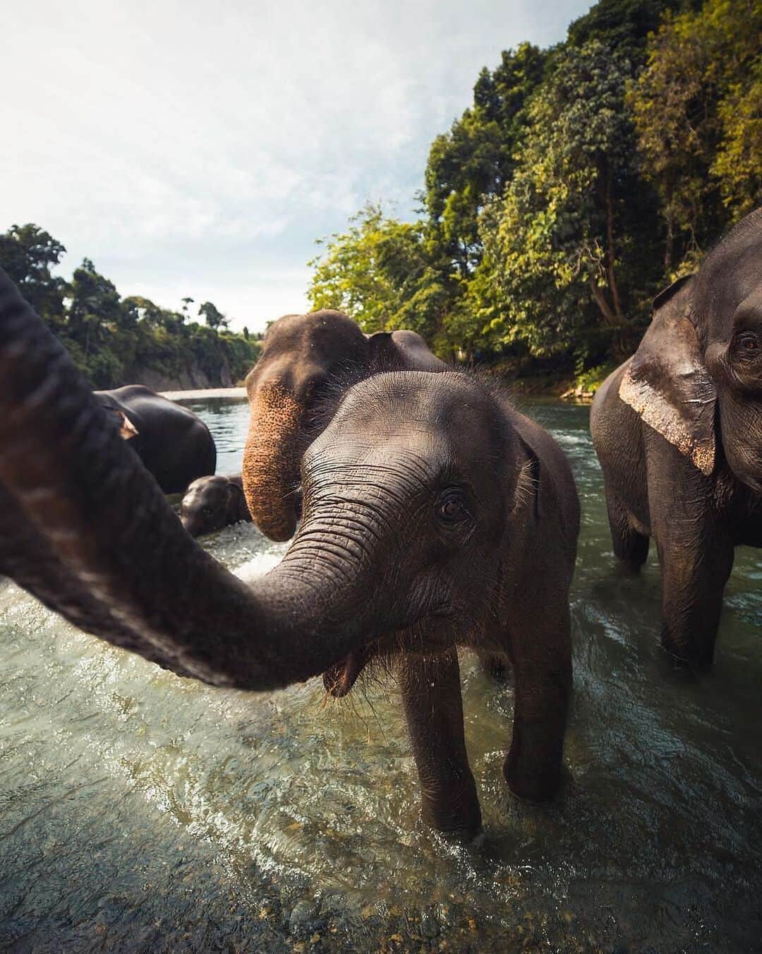 Earth Picsさんのインスタグラム写真 - (Earth PicsInstagram)「Curious Elephants In North Sumatra by @josiahwg」7月15日 2時37分 - earthpix