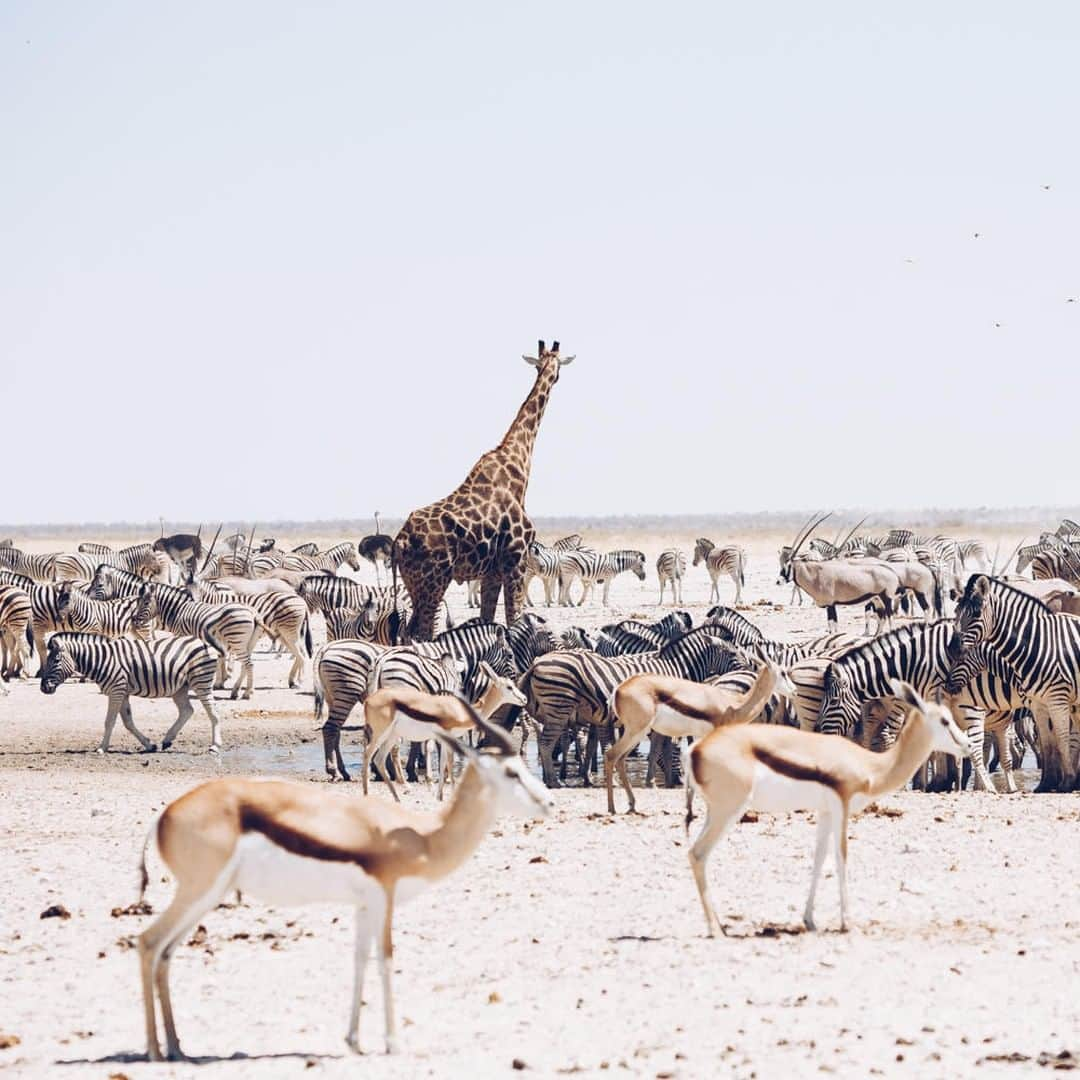 Lonely Planetさんのインスタグラム写真 - (Lonely PlanetInstagram)「'Ozonjuitji m’Bari is an artificial waterhole that sits midway between Dolomite Camp and Okaukuejo in #Namibia’s #Etosha National Park. During the dry season, this vital source of water attracts wildlife from near and far. Springbok, zebra and oryx in their hundreds squabble over the best spot to stand, dozens of ostriches elegantly respect the perimeter, wildebeest lumber around aimlessly, elephants muscle their way in and giraffes stand tall overlooking the scene. It’s like Noah’s Ark departure lounge.' - @anywhere_we_roam -- That's a wrap for this weekend's takeover! Check out @anywhere_we_roam for more epic shots, and tap our link in bio for more info on traveling to Namibia.」7月15日 2時00分 - lonelyplanet