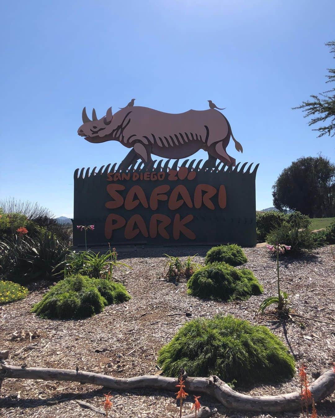 ランス・バスさんのインスタグラム写真 - (ランス・バスInstagram)「Enjoyed my time learning how @sdzsafaripark is saving species with their conservation work! #EndExtiction #SDZSafariPark」7月15日 1時54分 - lancebass