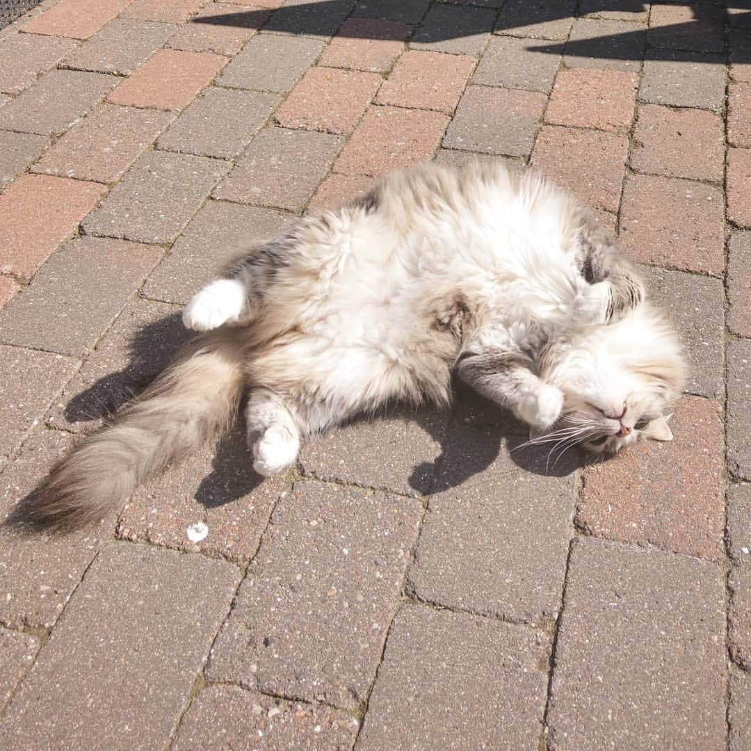 Nila & Miloさんのインスタグラム写真 - (Nila & MiloInstagram)「Milo's Guide to Tanning: "Make sure to turn at random in order to ensure equal distribution of luscious sunlight." ☀️😻 #myway #sunnyjuly #milo #siberian」7月15日 2時18分 - nilamilo