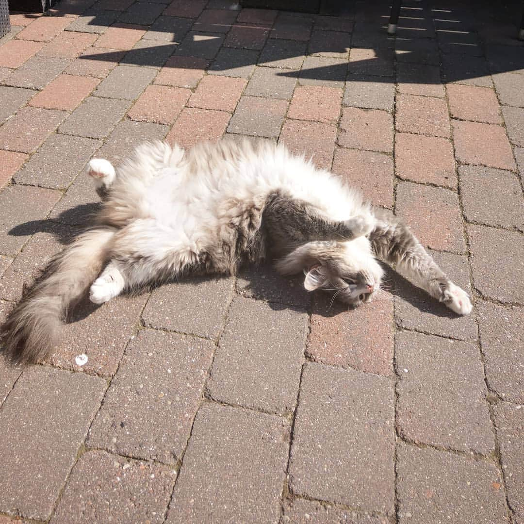 Nila & Miloさんのインスタグラム写真 - (Nila & MiloInstagram)「Milo's Guide to Tanning: "Make sure to turn at random in order to ensure equal distribution of luscious sunlight." ☀️😻 #myway #sunnyjuly #milo #siberian」7月15日 2時18分 - nilamilo