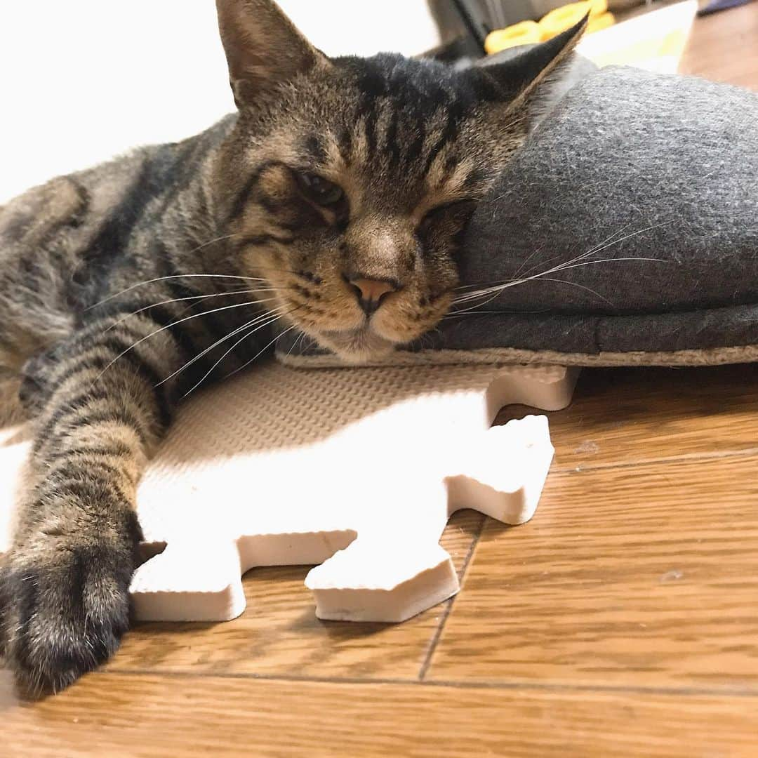 Musashiさんのインスタグラム写真 - (MusashiInstagram)「夜ムサシ。スリッパ枕でおやすみなさい。Good night... #musashi #mck #cat #キジトラ #ムサシさん #musashi_the_cat #ねこすたぐらむ」7月15日 2時25分 - _daisy