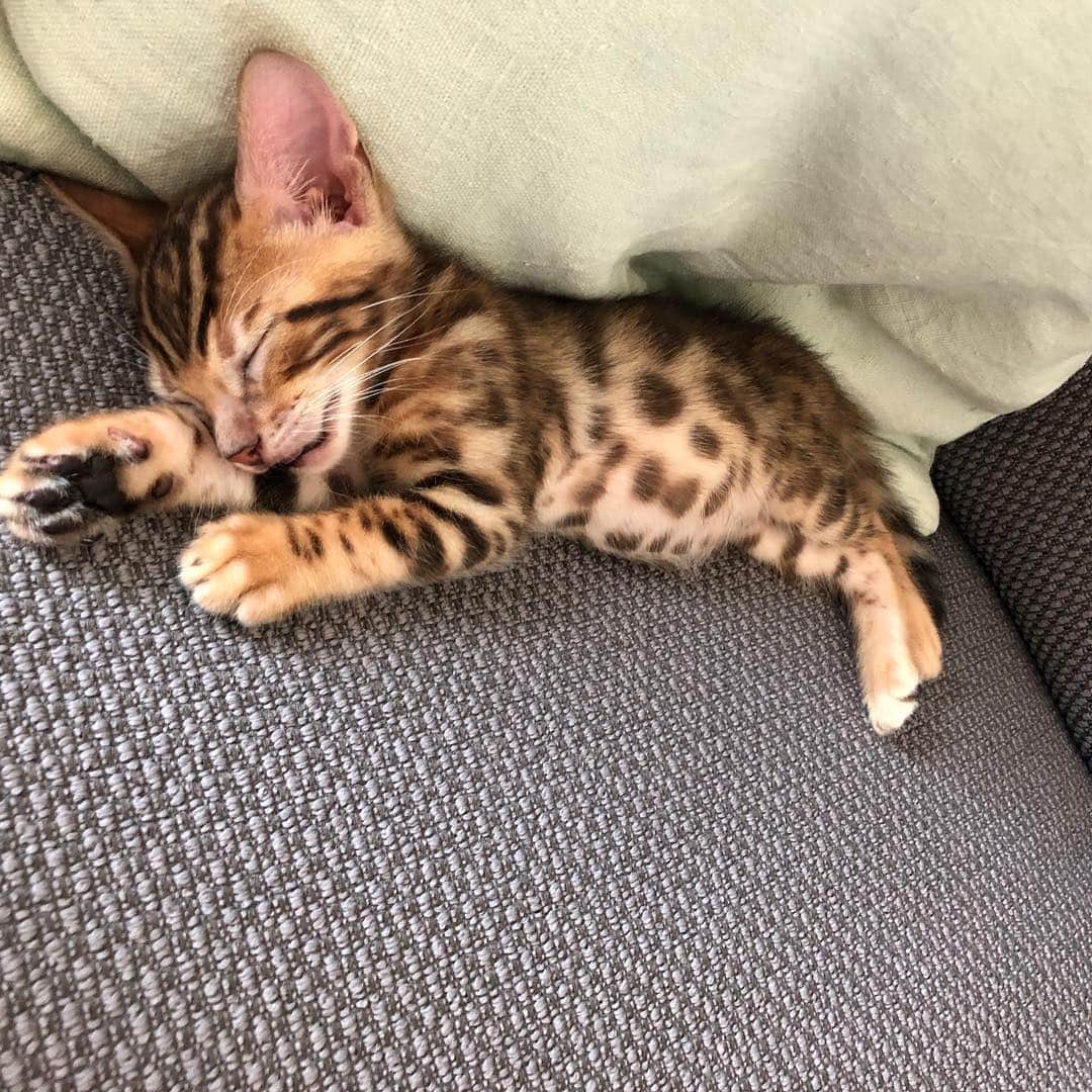 キム・ジソクのインスタグラム：「. 이제 나는 지석이 아니고 치토 아빠🤟🏼😻🤟🏼. 존경하는 선배 집사 여러분들~ 좋은 정보 및 꿀팁 많이많이 부탁드립니다~🙏🌈」