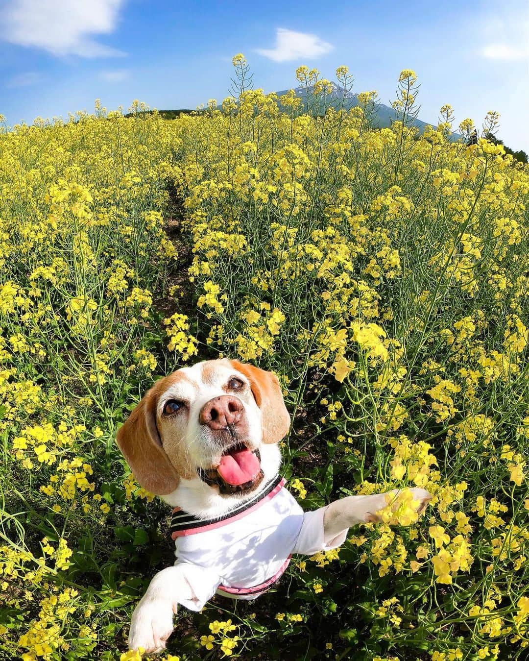 のインスタグラム：「連休の目標：ロコ&レイと同じくらいハッピーになる事。🐶 ・ 📷 @locomi653 + #GoProHERO7 Black ・ ・ ・ #GoProJP #GoProTravel #TripOn #GoPro #GoProのある生活 #ビーグル」
