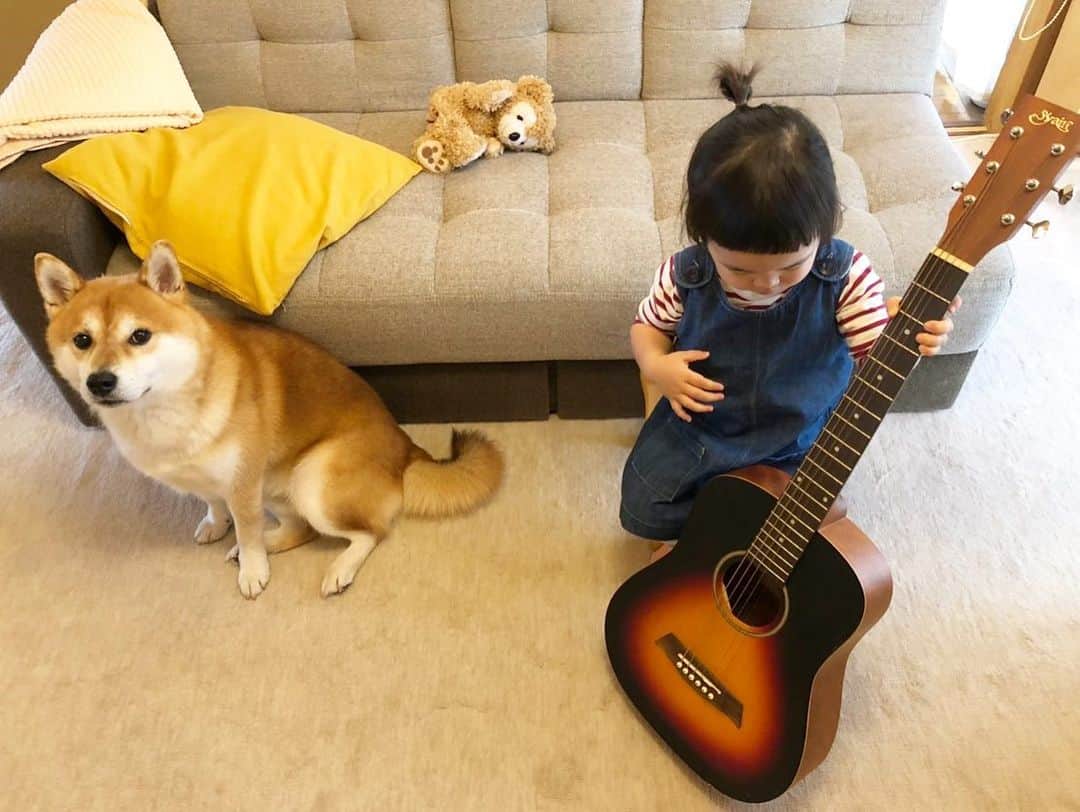 せんべえさんのインスタグラム写真 - (せんべえInstagram)「ギターを掻き鳴らされようが キツめのハグをされようが 耐える兄 えらいねぇ  #せんべえ #柴犬 #shibainu #耐える #ヴァアって言ってる #犬と子ども」7月14日 18時03分 - akiresh