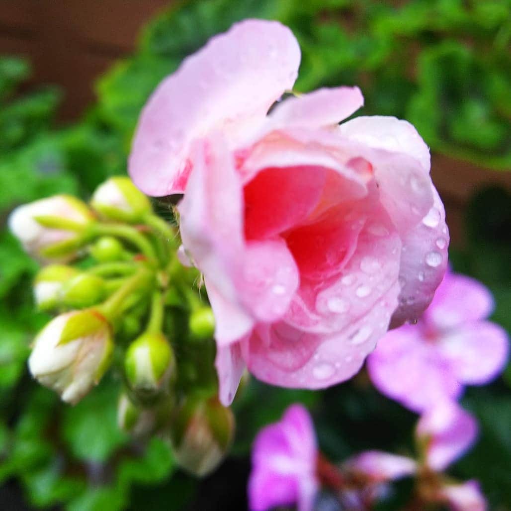 みながわゆみさんのインスタグラム写真 - (みながわゆみInstagram)「#おつかれさま #ゼラニウム #ゼラニウム大好き #ピンク #かわいい #きれい #癒される #雨上がり #はな #花 #flower #はなまっぷ #花まっぷ #花の写真 #花撮り #花写真 #花好きな人 #花好きな人と繋がりたい #写真好き #写真好きな人と繋がりたい」7月14日 18時36分 - nama.09.19