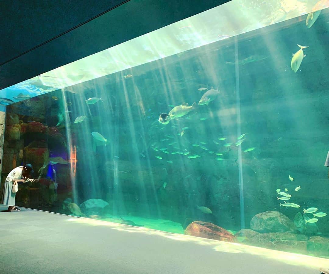 YOICHIのインスタグラム：「#水族館 #光彩 #光芒 #ひかり #深海 #light #aquarium #hiroshima #miyajima #宮島 #宮島水族館 #みやじマリン #厳島神社 #厳島 #広島 #観光」
