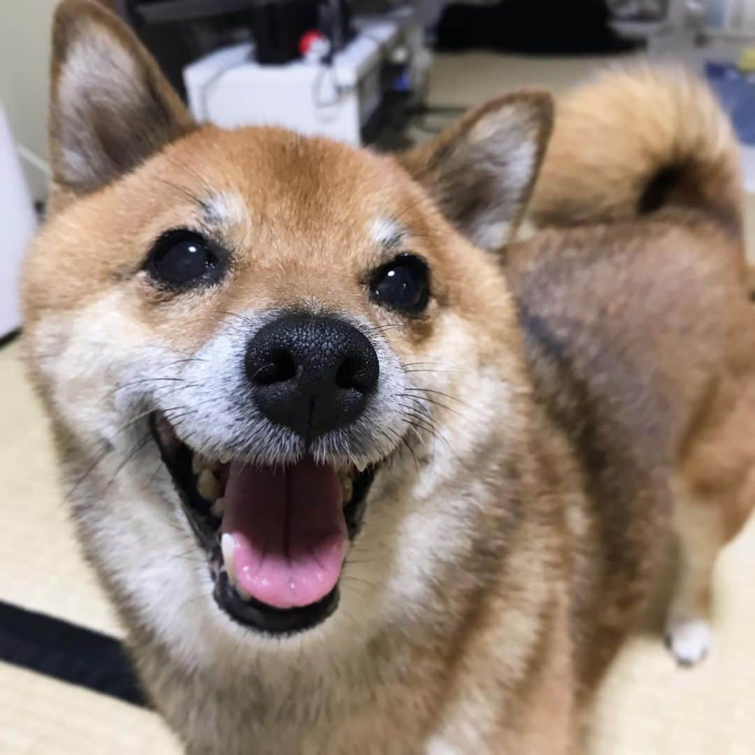 柴犬はなこ Shibainu Hanakoさんのインスタグラム写真 - (柴犬はなこ Shibainu HanakoInstagram)「Hi,guys!! はなこは元気です🐶💕 #shiba #dog #shibainu #犬 #柴犬」7月14日 18時48分 - kiki_beee