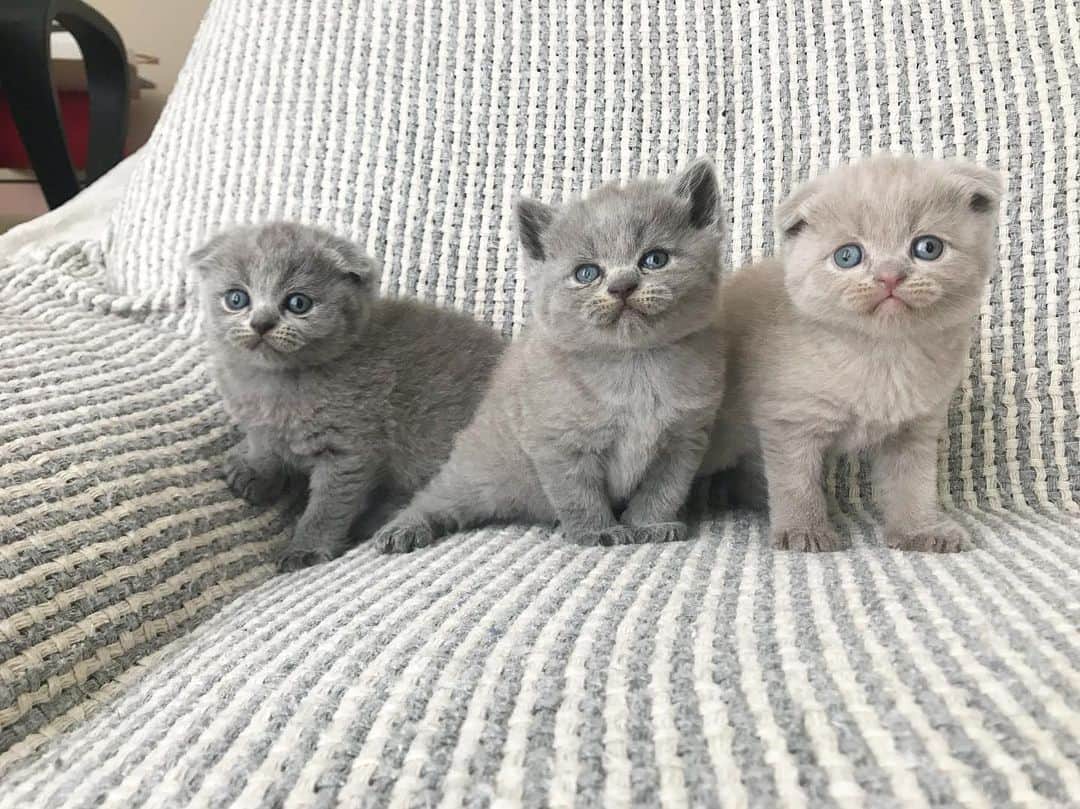 minik_catsのインスタグラム：「More sweet than chocolate 🎀 🎊🐱 #cutepetclub #vscoturkey #vscocam #vscocat #vsco #cat #cats #catsofinstagram #instacat #instadaily #instamood #instacool #instafollow #instapic #vscoturkey #vscolike #catstagram #catsagram #catsofworld #catslover #catoftheday #igers  #cute #pet #cutepetclub #catsoftheworld #gato_cats #catsloversworldworld #catsloversclub #thedailykitten #meowbox」