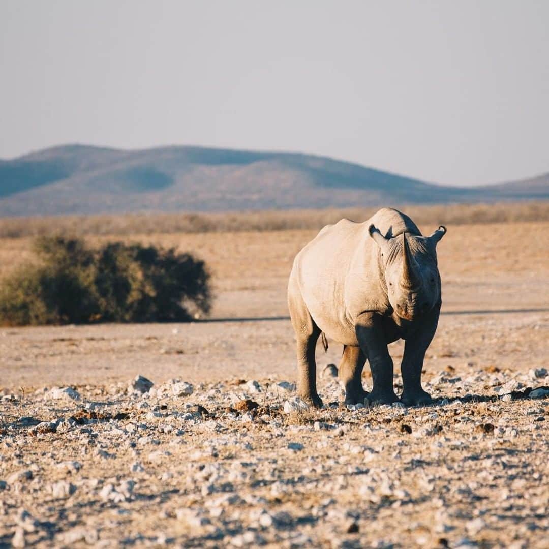Lonely Planetさんのインスタグラム写真 - (Lonely PlanetInstagram)「'In the 1970-80’s there were about 70,000 black rhino in the world. Excessive hunting and illegal poaching saw their population collapse to 2,500 by 1995. Today, black #rhinos are still critically endangered but their numbers have steadily increased to around 5,500. The story is much better for white rhinos, like this one we saw near Dolomite Camp in #Etosha. In the 1900’s there were just 50-100 left in the wild, today there are close to 20,000. A #conservation success story and proof that when we put our efforts in the right place, achievements are possible.' - @anywhere_we_roam -- Tap our link in bio for more info on traveling to #Namibia!」7月14日 19時00分 - lonelyplanet