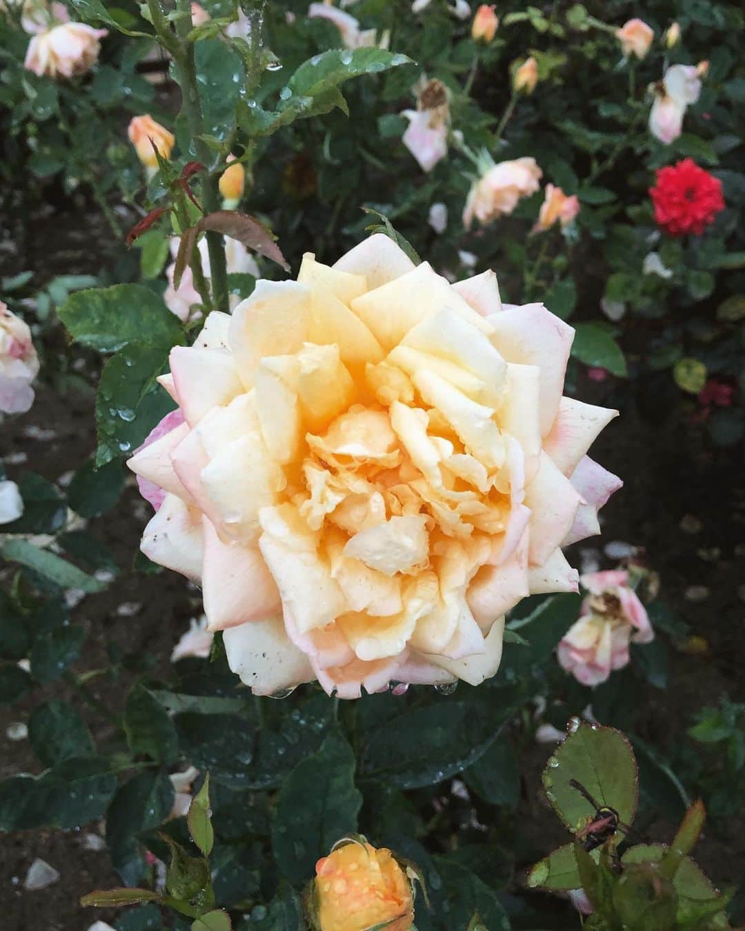 平林一哉のグルメインスタ