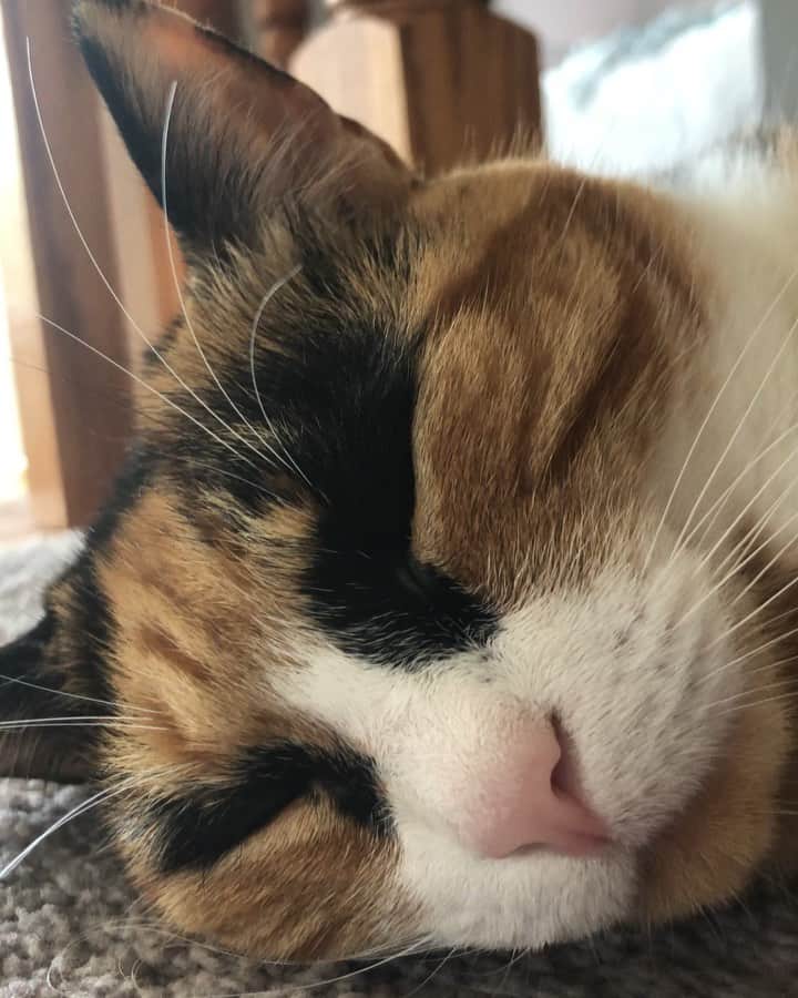 リリーのインスタグラム：「*sound on* Sunday snores😴😽」