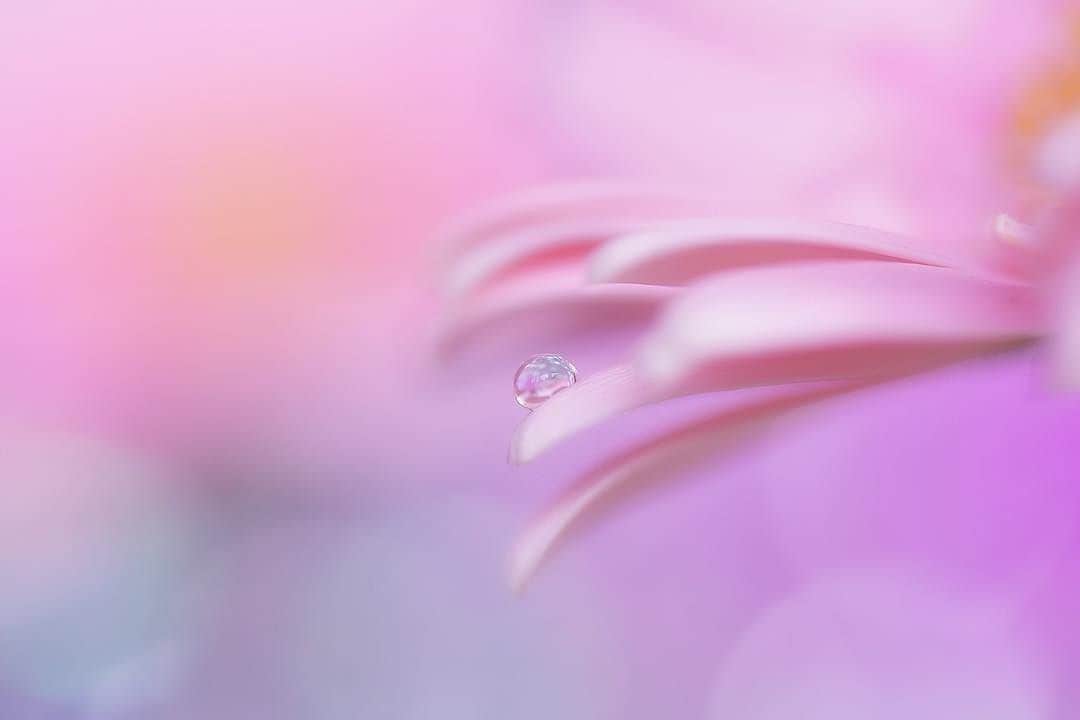 花の写真館のインスタグラム：「Photo by @azumi_ru.⠀ https://instagram.com/azumi_ru/⠀ .⠀ Original Post[投稿頂いたURL]⠀ https://www.instagram.com/p/BWWgHeoDQSP/⠀ .⠀ 本アカウントは、 #私の花の写真 をつけてInstagramに投稿された皆さまの花の写真や、「花の写真館」Facebookページで投稿された花の写真を紹介します。⠀ 「花の写真館」Facebookページは、「 @floral.photograph 」のプロフィールにあるURLからご覧ください。⠀ .⠀ #花の写真館 #floralphotograph #floralphoto #flower #flowers #富士フイルム #FUJIFILM⠀ Follow: @floral.photograph」