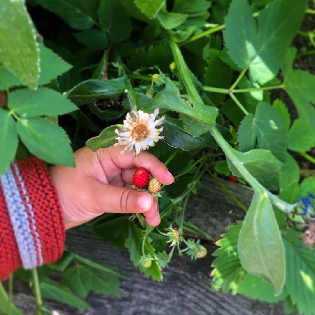 レイチェル・クーさんのインスタグラム写真 - (レイチェル・クーInstagram)「Small but super sweet 🍓🍓🍓 They never make it to the table. Smultron 🇸🇪 - Fraise des bois 🇫🇷 - Woodland strawberries 🇬🇧」7月14日 19時31分 - rachelkhooks