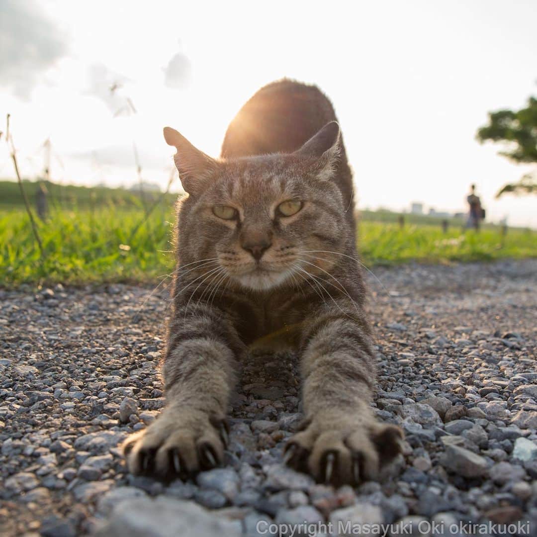 Masayukiさんのインスタグラム写真 - (MasayukiInstagram)「のびー。  #7月20日の志村どうぶつ園に出演します #是非ご覧くださいませ #cat #ねこ」7月14日 19時33分 - okirakuoki